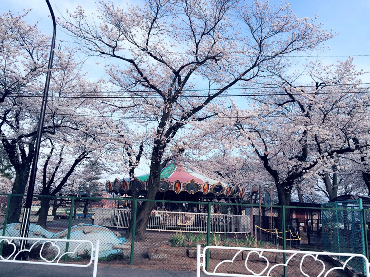 桜